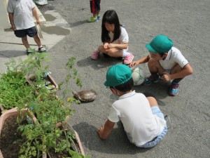 子どもたちも、時間まで亀と遊んでいます。